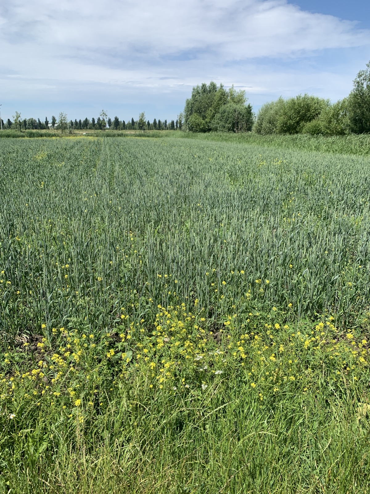 a wheat field in the Lutkemeer